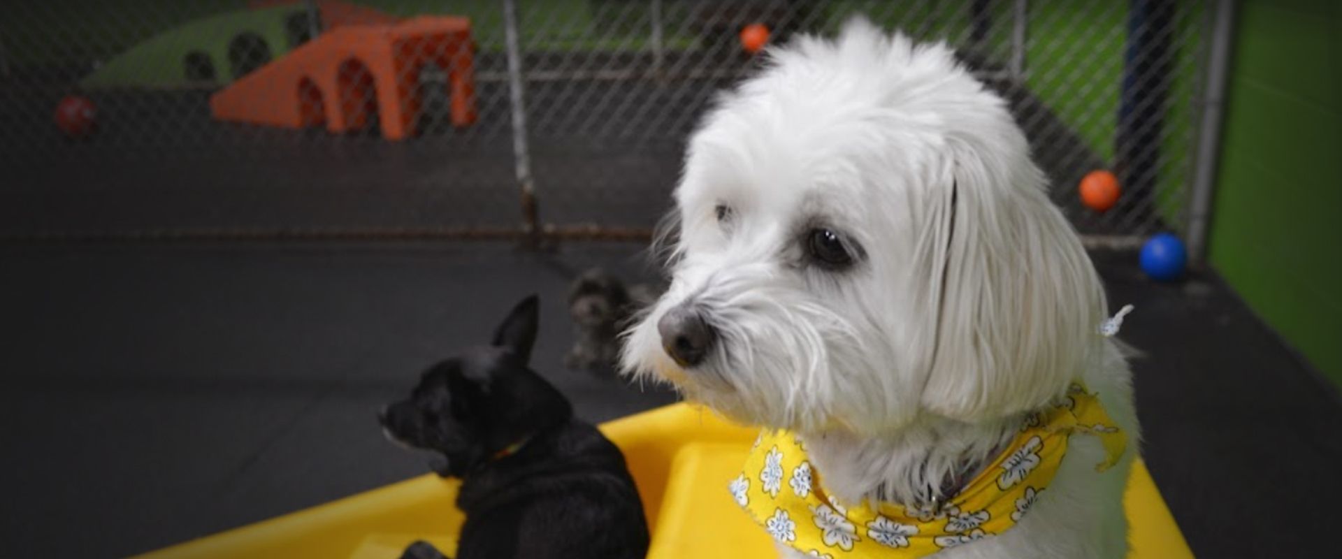 furry white dog at bow wow lounge
