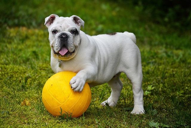 20230612-212419english-bulldog-gf22ba940d_640
