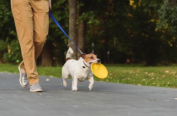 20230208-040931dog-training-policies-2-crop